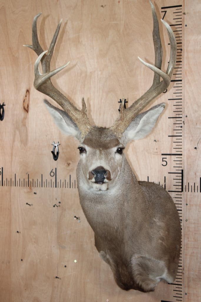 10-Point MULE DEER Shoulder Mount: Nice and Clean 10-Point MULE DEER Shoulder Mount. It has a 21" Spread and is in Good Condition. TAXIDERMY 