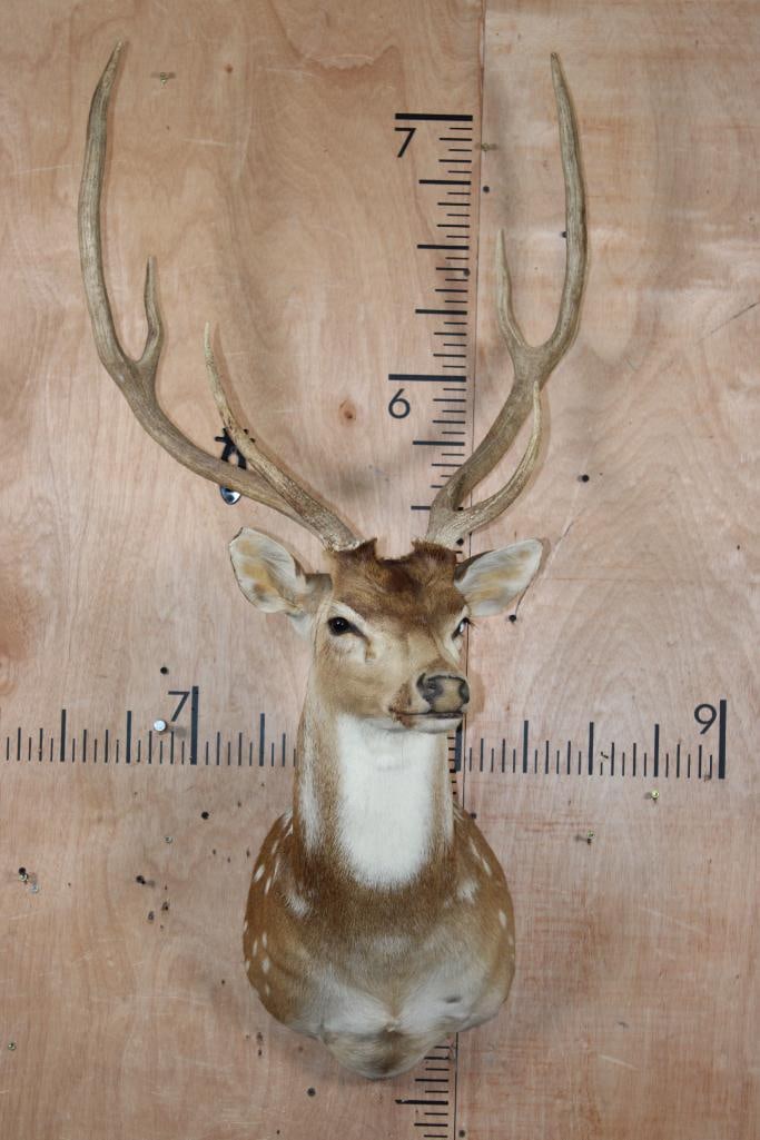 AXIS DEER Shoulder Mount - 2