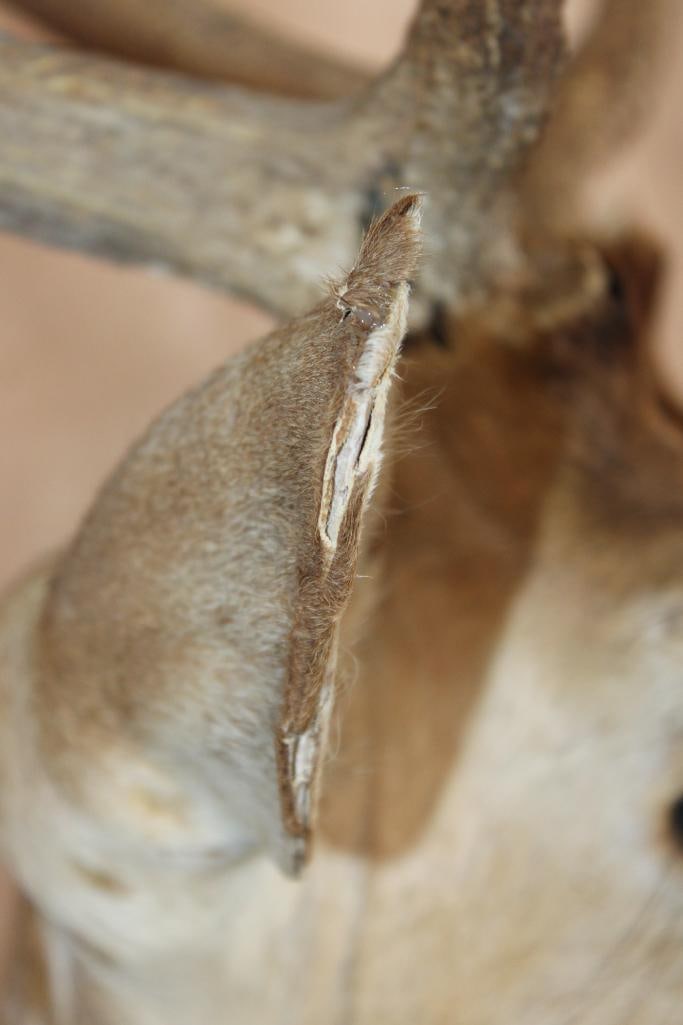 AXIS DEER Shoulder Mount - 7