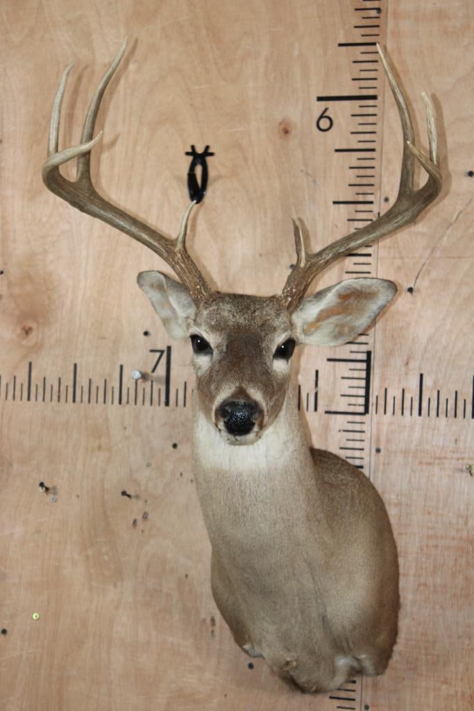9-Point WHITETAIL DEER Shoulder Mount (1 of 8)