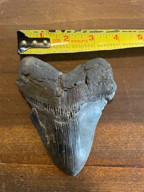 One Monster Size MEGALODON SHARK Tooth Fossil - 3