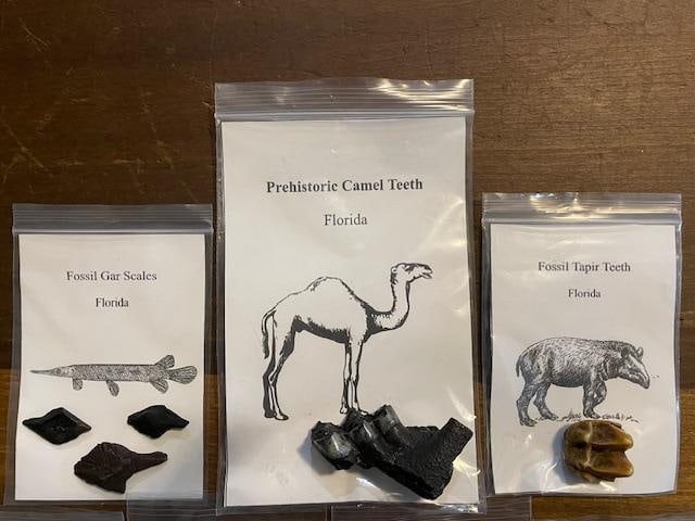 (7) Different Prehistoric Fossilized Artifacts - 2