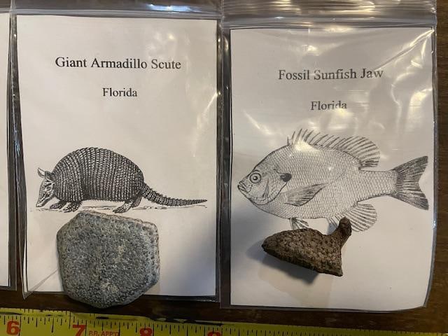 (7) Different Prehistoric Fossilized Artifacts - 4