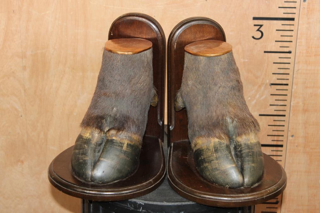 Set of CAPE BUFFALO Hoof or Feet BOOKENDS (1 of 7)