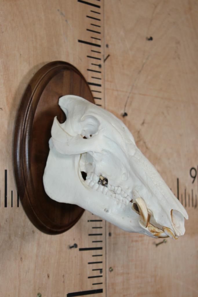 HOG or BOAR Euro Skull on a Wood Plaque (1 of 7)