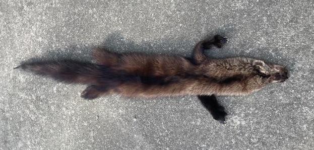 Large NORTH AMERICAN FISHER or FISHER CAT Fur - 2