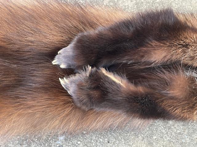 Large NORTH AMERICAN FISHER or FISHER CAT Fur - 3