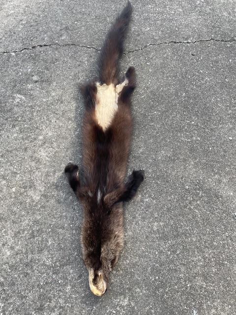 Large NORTH AMERICAN FISHER or FISHER CAT Fur - 4