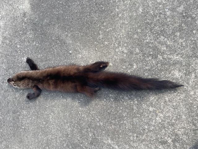 Large NORTH AMERICAN FISHER or FISHER CAT Fur - 5