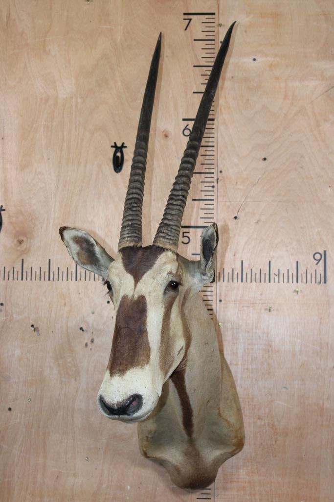 GEMSBOK Shoulder Mount - 2