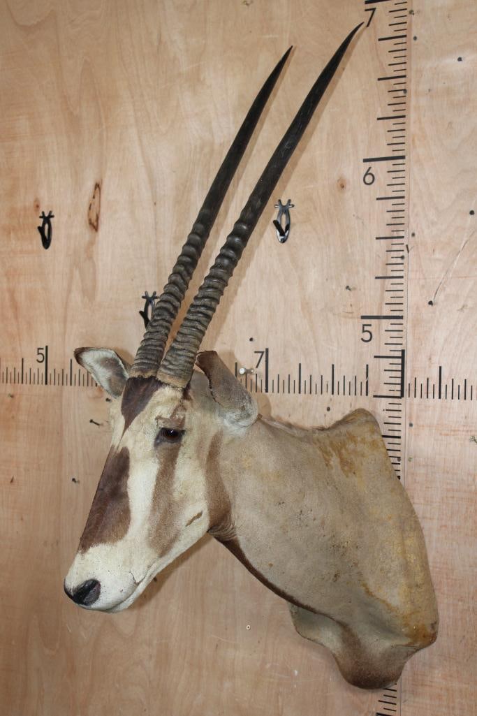 GEMSBOK Shoulder Mount - 3