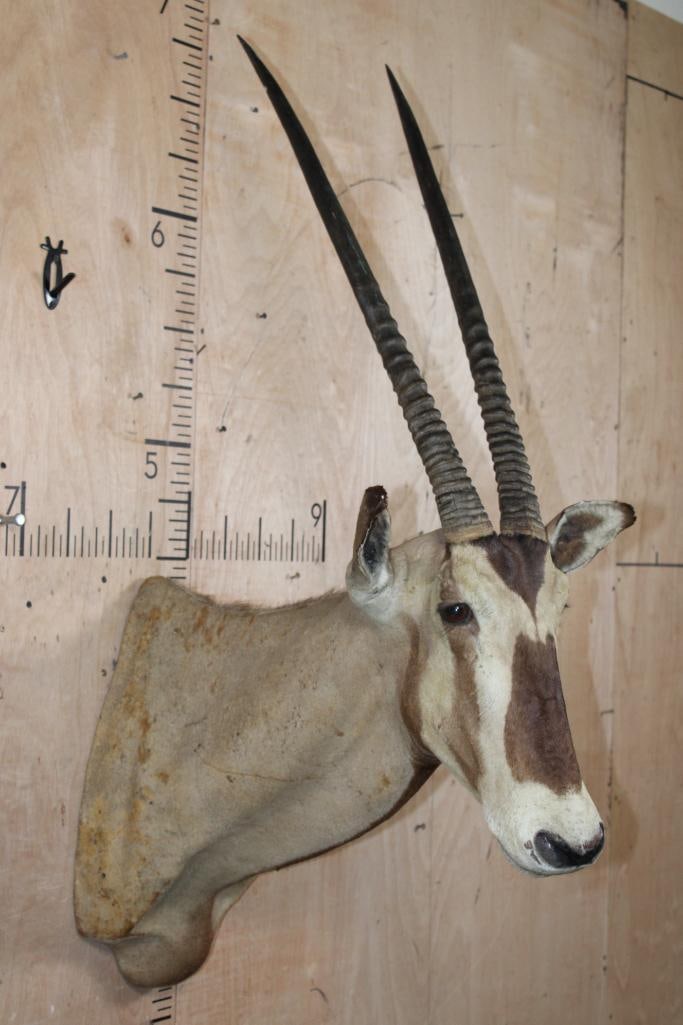 GEMSBOK Shoulder Mount - 4