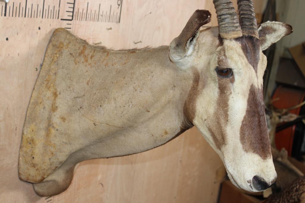 GEMSBOK Shoulder Mount - 5