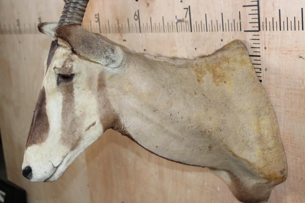 GEMSBOK Shoulder Mount - 6