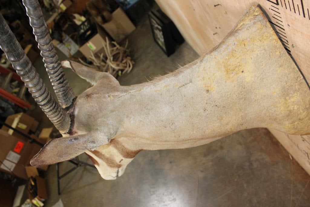 GEMSBOK Shoulder Mount - 7