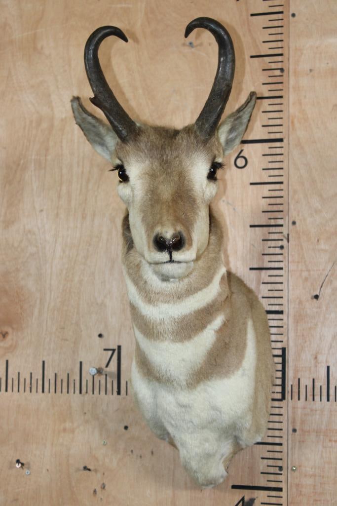 PRONGHORN Shoulder Mount (1 of 5)