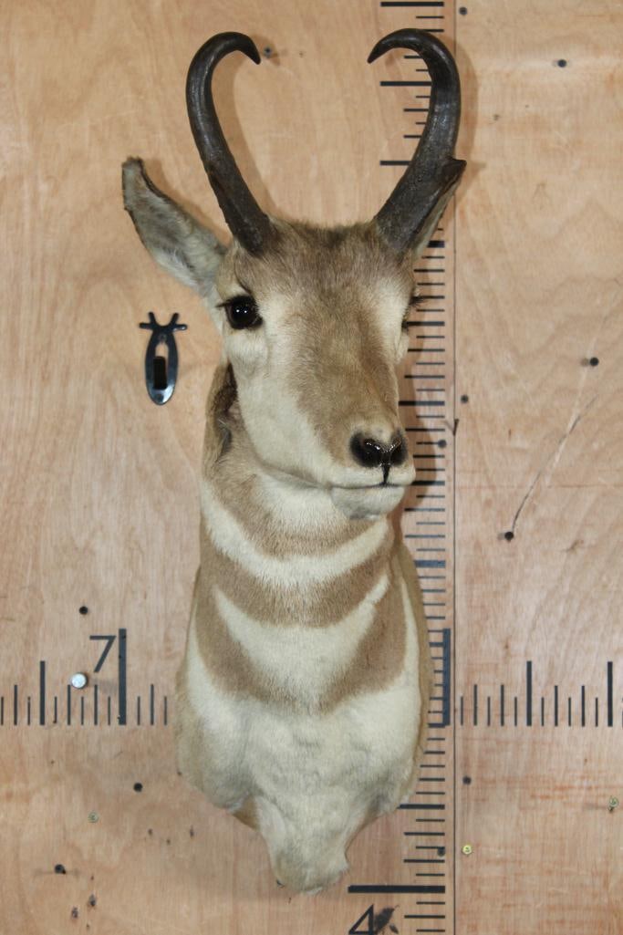 PRONGHORN Shoulder Mount - 2