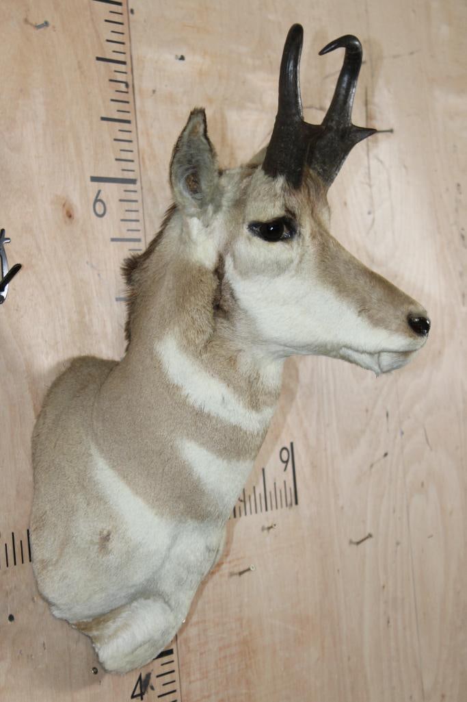PRONGHORN Shoulder Mount - 3