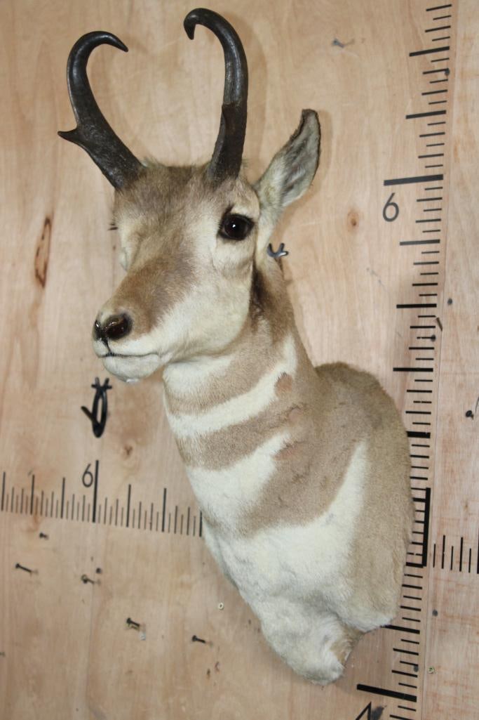 PRONGHORN Shoulder Mount - 4