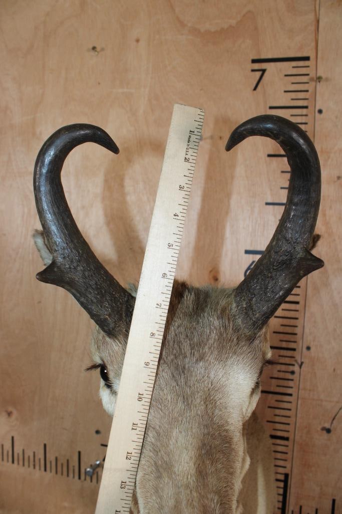PRONGHORN Shoulder Mount - 5