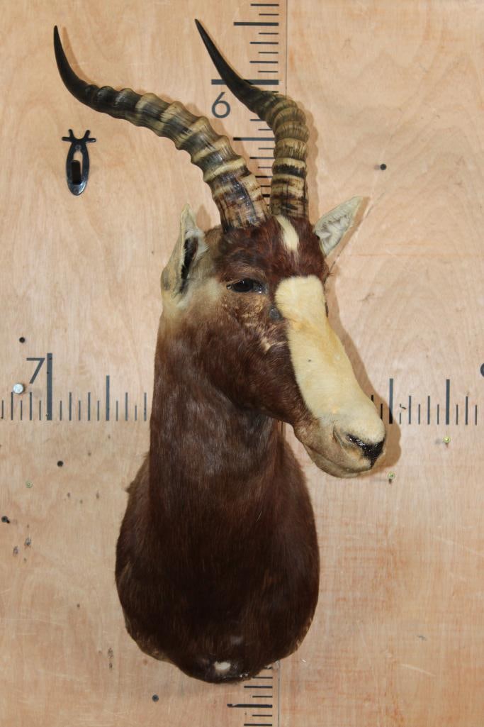 BLESBOK Shoulder Mount - 2