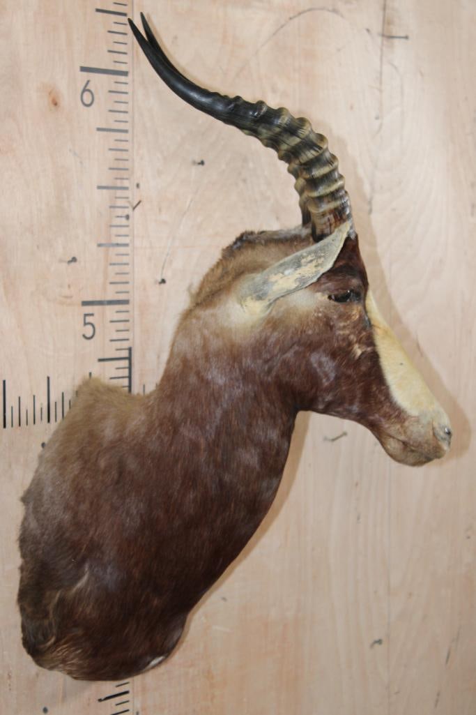 BLESBOK Shoulder Mount - 3