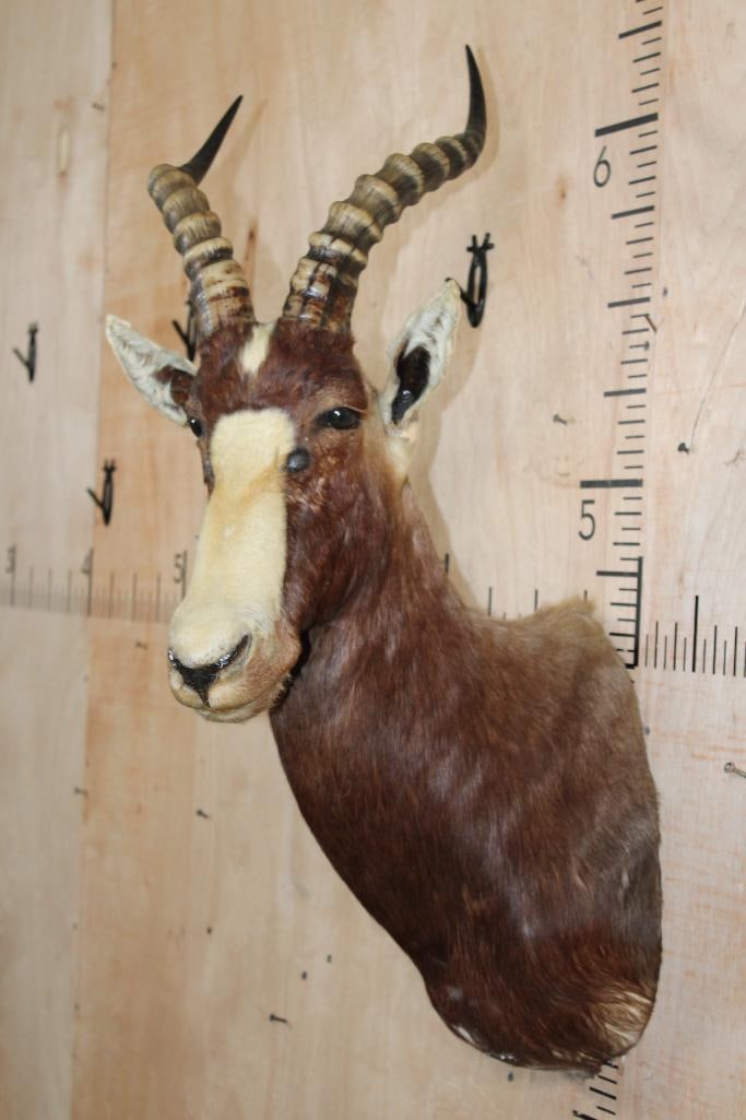 BLESBOK Shoulder Mount - 4