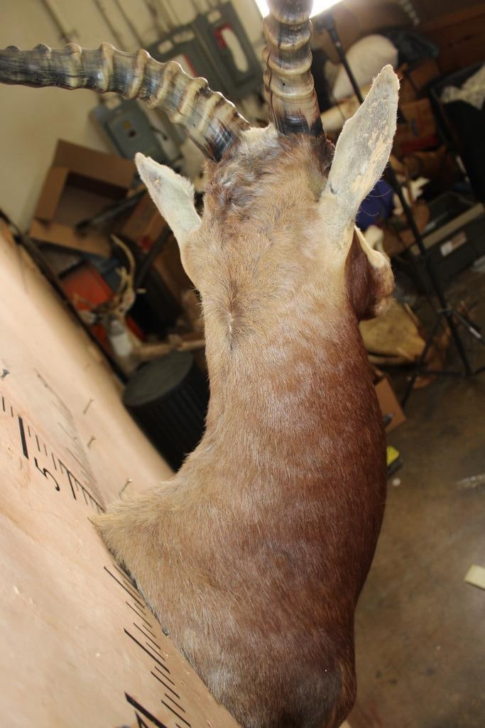 BLESBOK Shoulder Mount - 7