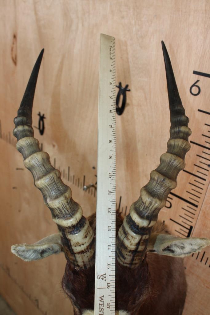 BLESBOK Shoulder Mount - 8