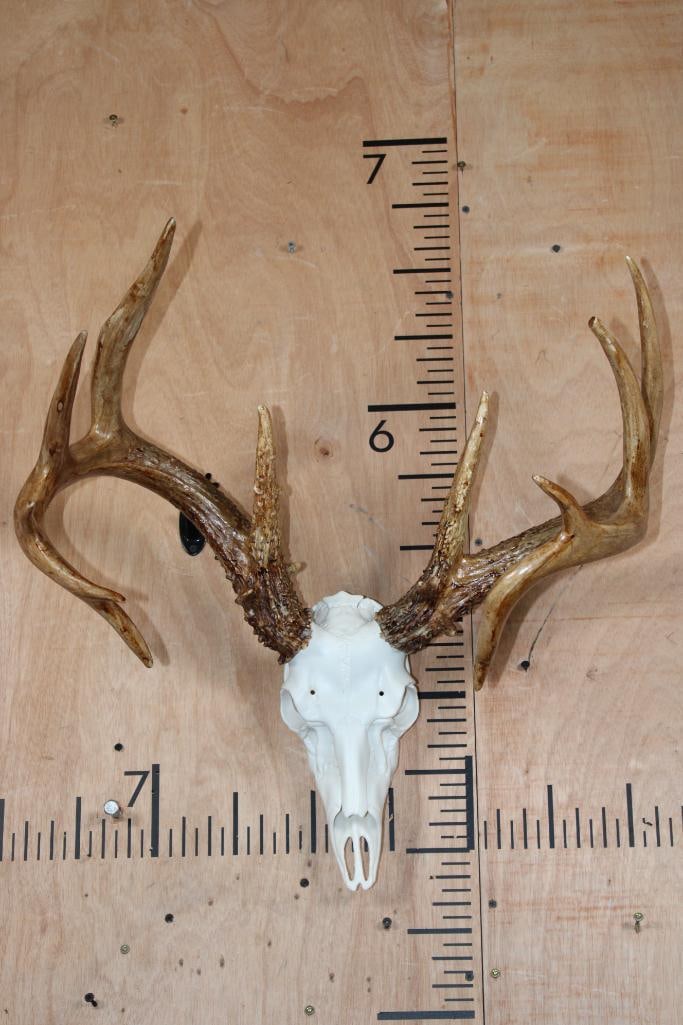 Big 14-Point WHITETAIL DEER Antlers on a Reproduction Skull (1 of 4)