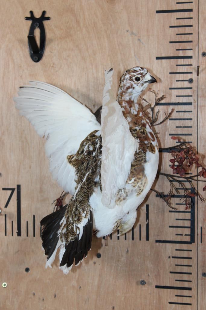 Flying WILLOW PTARMIGAN Bird on a Wood Wall Plaque - 2