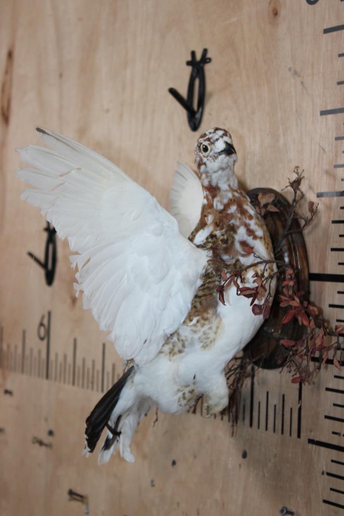 Flying WILLOW PTARMIGAN Bird on a Wood Wall Plaque - 3