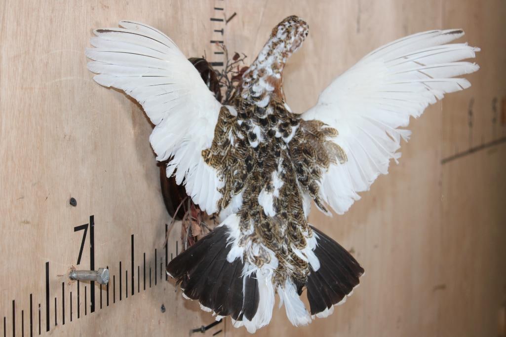 Flying WILLOW PTARMIGAN Bird on a Wood Wall Plaque - 4