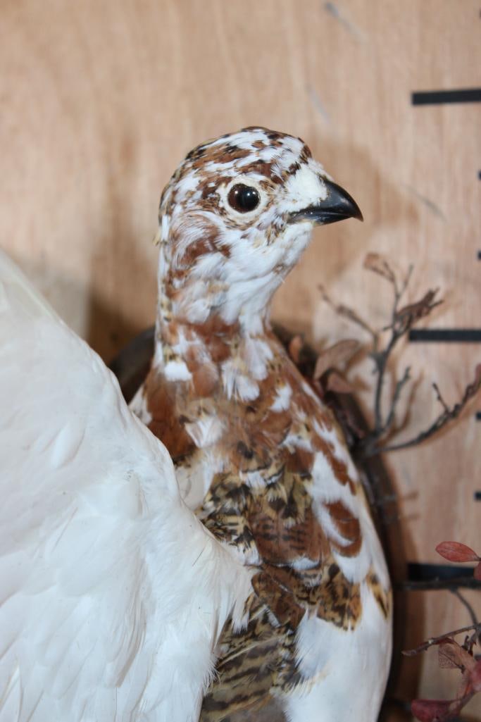 Flying WILLOW PTARMIGAN Bird on a Wood Wall Plaque - 6