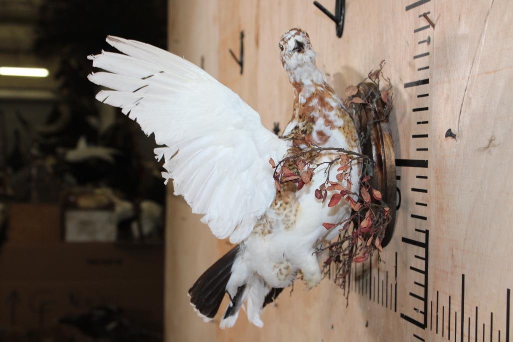 Flying WILLOW PTARMIGAN Bird on a Wood Wall Plaque - 7