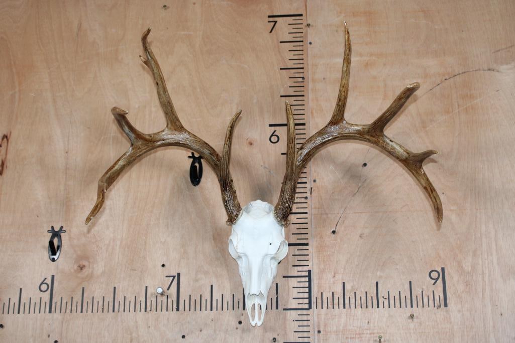 XL 10-Point Typical WHITETAIL DEER Antlers on a Reproduction Skull: XL 10-Point Typical WHITETAIL DEER Antlers from Wisconsin on a Reproduction Skull. It has a 28 1/8" Horn Spread, 193 Gross, 180 Net B & C Record Book Deer. The Skull is Removable. TAXIDERMY