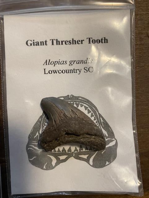 (3) Different Prehistoric SHARK TEETH Fossils - 3