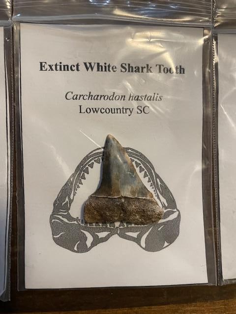 (3) Different Prehistoric SHARK TEETH Fossils - 4