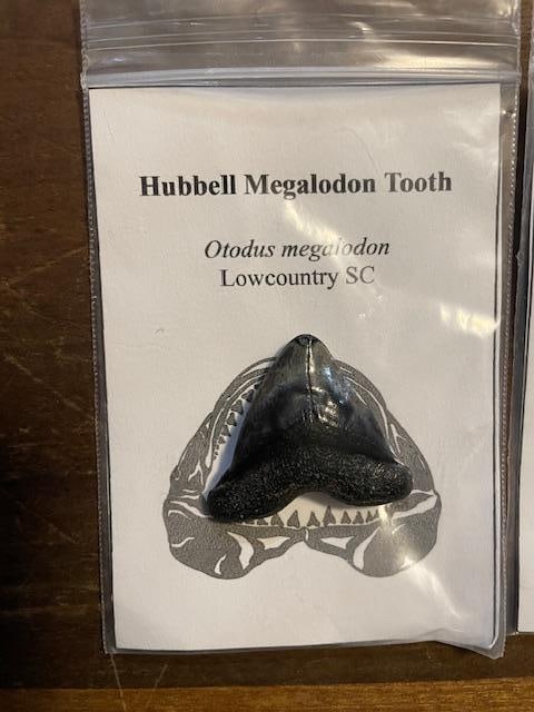 (3) Different Prehistoric SHARK TEETH Fossils - 5