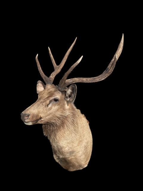 *Huge Antlered* SAMBAR STAG Shoulder Mount (1 of 5)