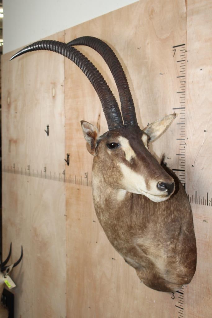 SABLE Shoulder Mount - 2