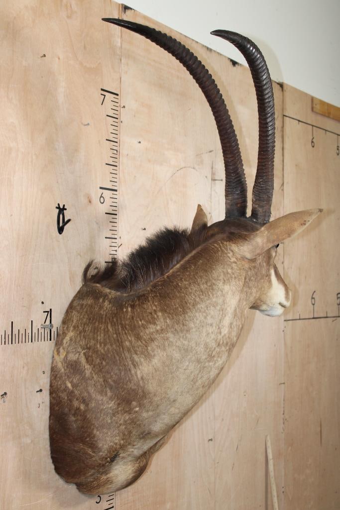 SABLE Shoulder Mount - 3