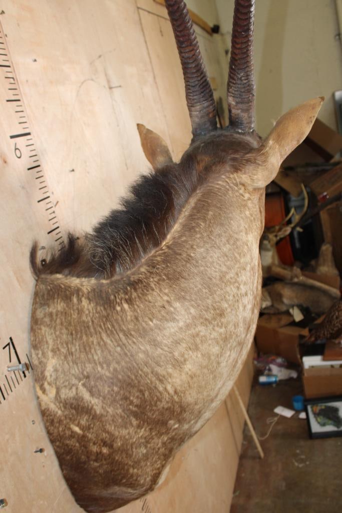 SABLE Shoulder Mount - 4