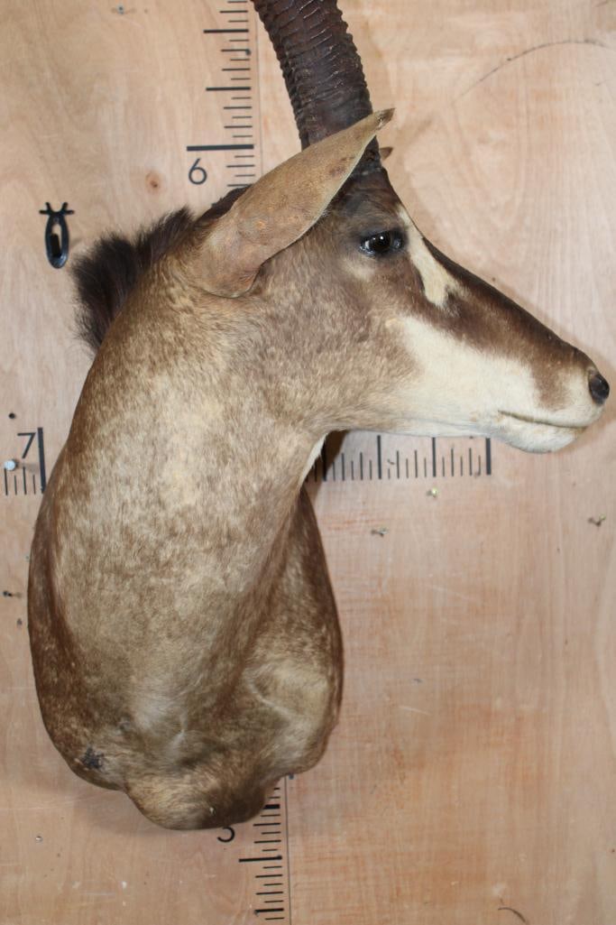 SABLE Shoulder Mount - 5