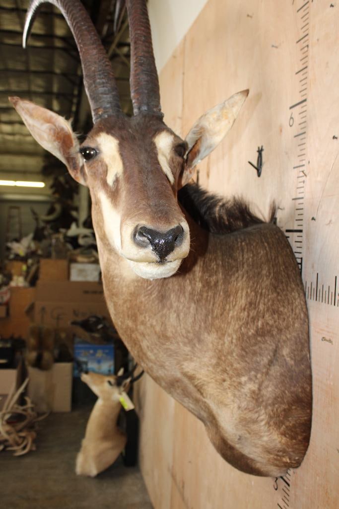 SABLE Shoulder Mount - 6