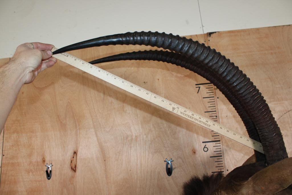 SABLE Shoulder Mount - 7