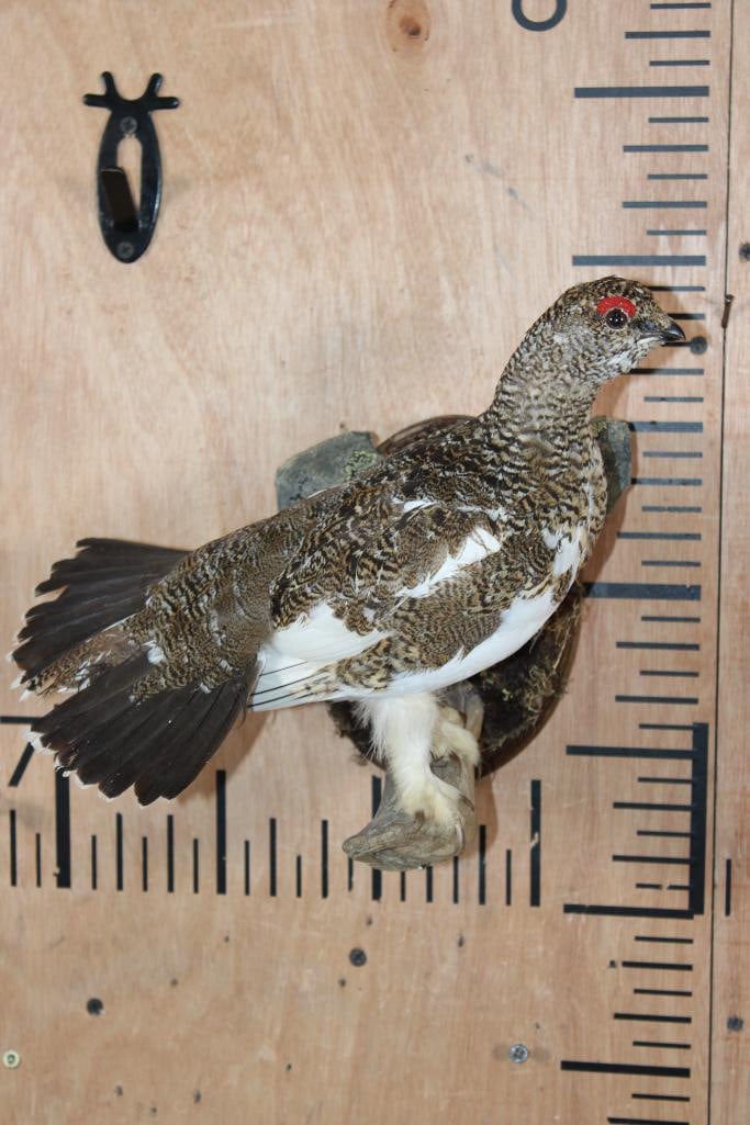 ROCK PTARMIGAN Bird Perched on a Wood Plaque: Life-sized ROCK PTARMIGAN Bird Perched on a Wood Plaque. It measures 12" Long x 10" Tall x 8" Depth. It has minor tail feather damage, otherwise it is in Good Condition. TAXIDERMY BIRDS 