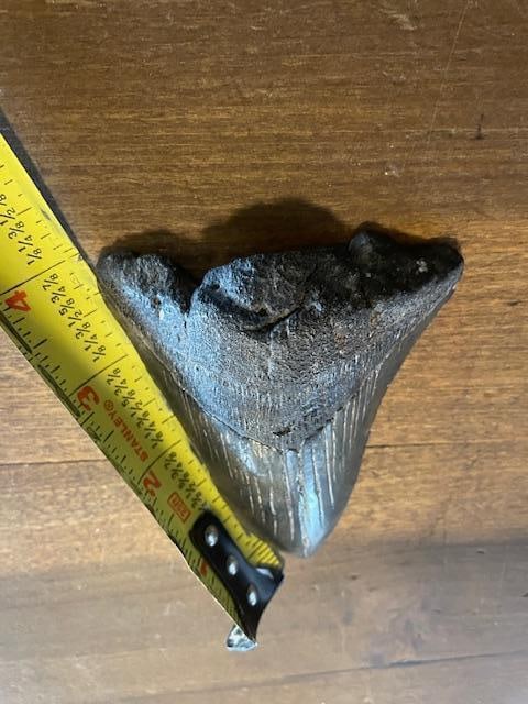 XXL MEGALODON SHARK Tooth Fossil - 2