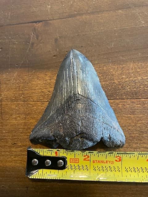 XXL MEGALODON SHARK Tooth Fossil - 3