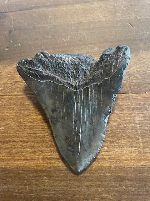 XXL MEGALODON SHARK Tooth Fossil - 4